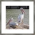 Pelicans By The Pair Framed Print