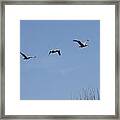 Pelicans In A Row 4 Framed Print