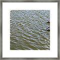 Pelicans In Florida Framed Print