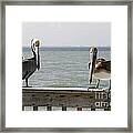 Pelicans On The Pier At Fort Myers Beach In Florida Framed Print