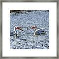 Pelicans Playing Catch Framed Print
