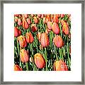 Pella Tulips Framed Print
