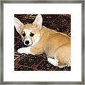 Pembroke Welsh Corgi Puppy Framed Print