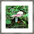 Pennsylvania Woodland Fungi 1 Framed Print