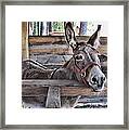 Penny Ann Framed Print