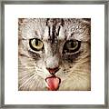 Penny Is An Indoor Cat.
The Framed Print