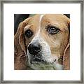 The Beagle Named Penny Framed Print