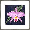 Penny's Orchid Framed Print