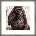 Pensive Gorilla Framed Print