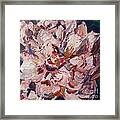 Peony 3 Framed Print