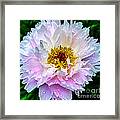 Peony Flower Framed Print