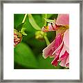 Peony Flower With Bud Framed Print