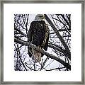 Perched Adult American Bald Eagle Framed Print