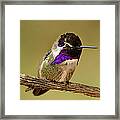 Perched And Pretty Framed Print