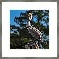 Perched And Watching Framed Print