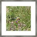 Perched Bird Framed Print