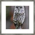Perched Gray Framed Print