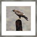 Perched On The Fence Post Framed Print