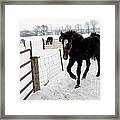 Percheron Horse Colt In Snow Framed Print