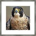 Peregrine Falcon Framed Print