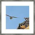 Peregrine Falcons - 1 Framed Print