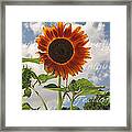 Perfection In The Eye Of The Beholder Framed Print