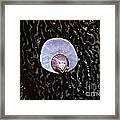 Perfectly Attached Barnacle And Sand Dollar Framed Print