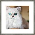 Persian Kitten Framed Print