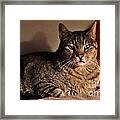 Pet Portrait - Max The Cat Framed Print