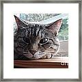 Pet Portrait - Lily The Cat Framed Print