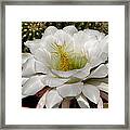 Petals And Thorns Framed Print