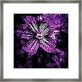 Petals From The Purple Framed Print