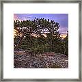 Petit Jean Mountain Bonsai Tree - Arkansas Framed Print
