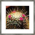 Petite Cactus Framed Print