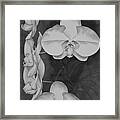 Phalaenopsis Beauty in Contrast Framed Print