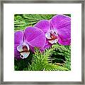 Phalaenopsis Moth Orchids Framed Print