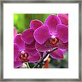 Phalaenopsis 'red Jewel' Framed Print