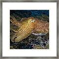 Pharaoh Cuttlefish Lombok Indonesia Framed Print