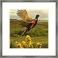 Pheasant Aloft Framed Print