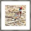 Pheasant Framed Print