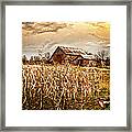 Pheasants Heading For Corn Patch Framed Print