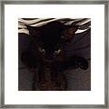 Piccoli Diablo Crescono... #gatti Framed Print