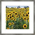 Pick Me Pick Me Framed Print