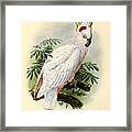 Pied Cockatoo Framed Print