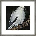 Pied Imperial Pigeon Framed Print