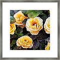 Pierre's Peach Roses Framed Print