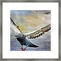 Pigeon On Wing Framed Print