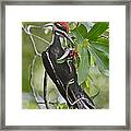 Pileated Woodpecker Framed Print