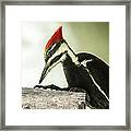 Piliated Woodpecker Up Close Framed Print