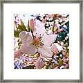 Pin Cherry Blooms Framed Print